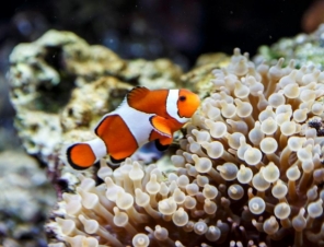 Clown Fish at Kelly Tarltons